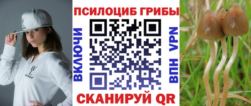 blacksprut как войти  Бакал  Галлюциногенные грибы Psilocybe 